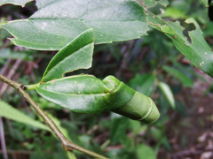 Hoplapoderini