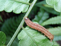 Callopistria phaeogona