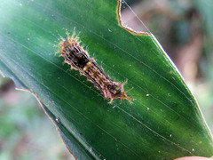 Drapetodes mitaria