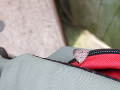 Megisba malaya sikkima