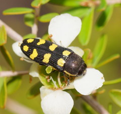 Castiarina decemmaculata