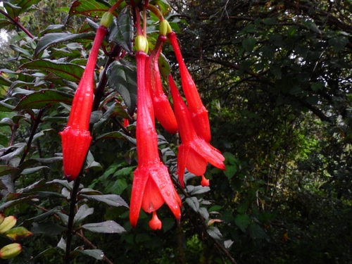 Image of Fuchsia vulcanica by (c) Esteban Poveda, some rights reserved (CC BY)