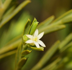 Olax stricta