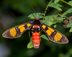 Euchromia elegantissima