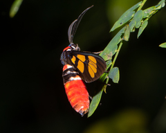 Euchromia elegantissima
