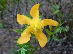 Hypericum terrae-firmae