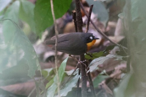 Yellow-breasted Forest Robin (Stiphrornis mabirae), photo 5