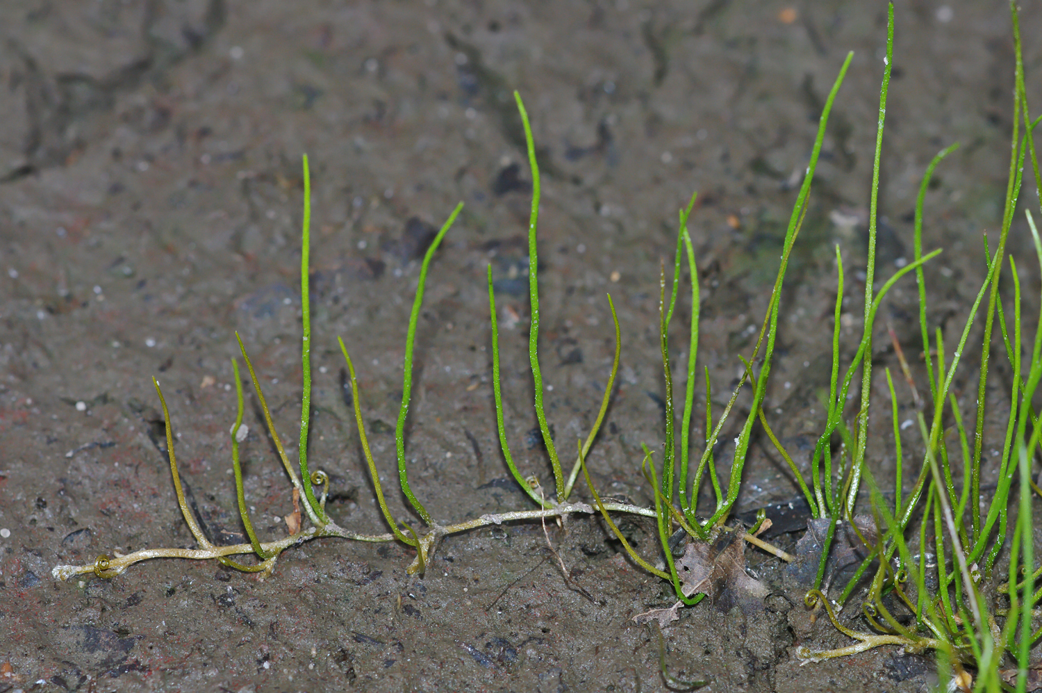 Pilularia globulifera