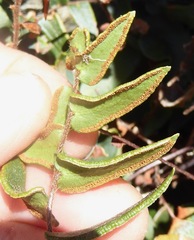 Pellaea calidirupium