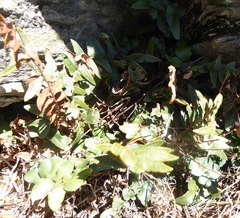Pellaea calidirupium