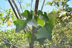 Dendropanax