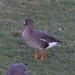 Greater White-fronted × Tundra Bean Goose - Photo (c) dallenstein, some rights reserved (CC BY-NC), uploaded by dallenstein