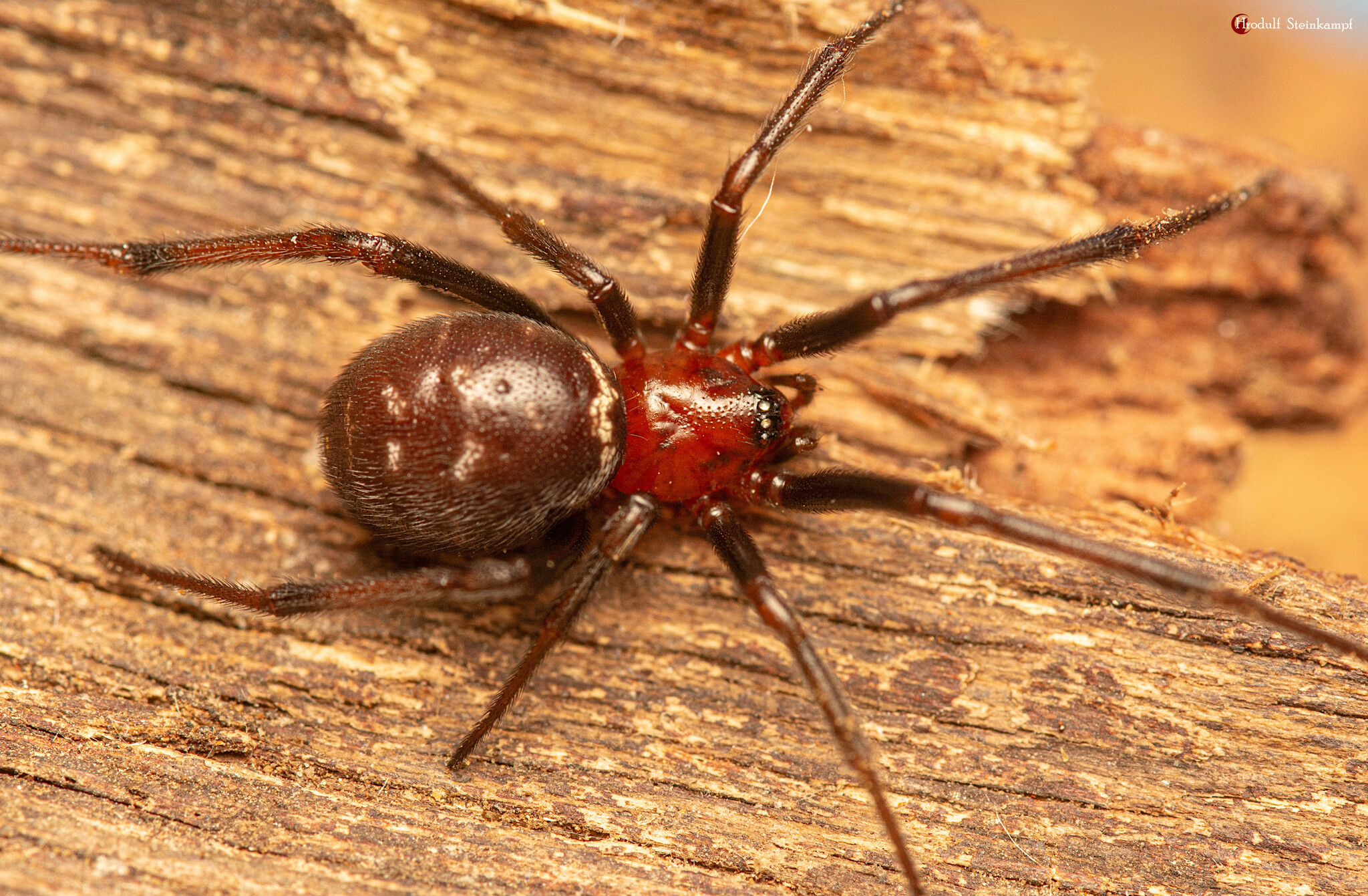 False Black Widow Spider Identification
