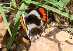 Colotis euippe
