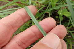 Cyperus