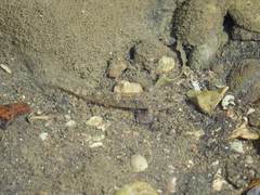 Favonigobius