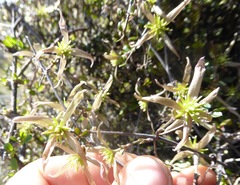 Clematis quadribracteolata