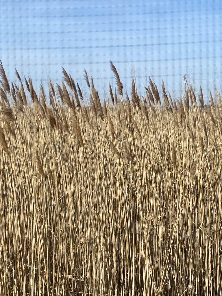European reed from S Sandpiper Dr, Dover, DE, US on March 6, 2023 at 08 ...