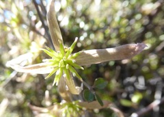 Clematis quadribracteolata