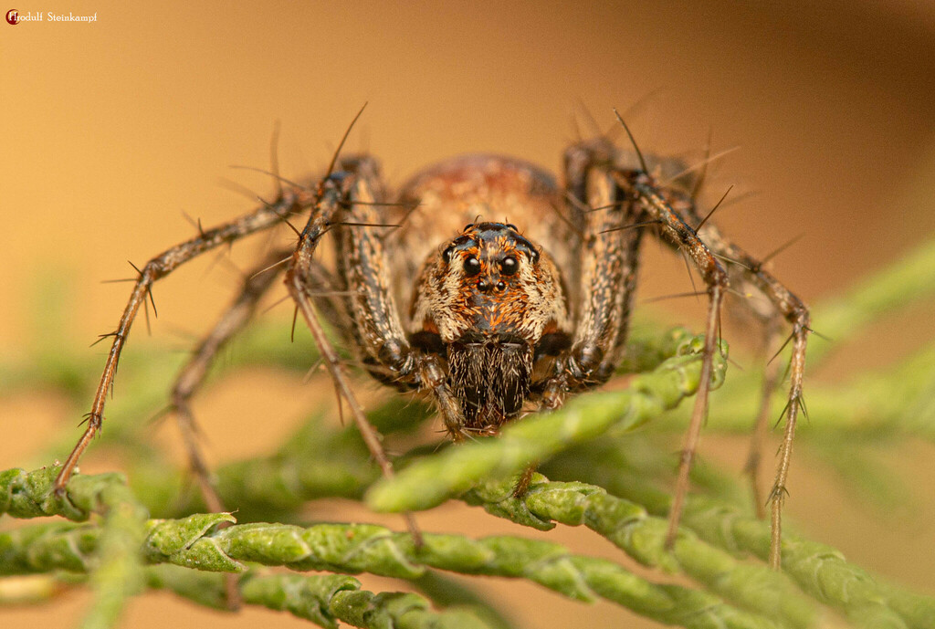Oxyopes russoi