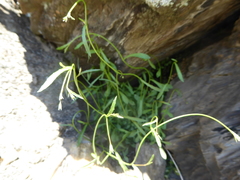 Wahlenbergia rupestris