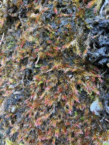Image of Orthothecium rufescens by (c) Thomas Dreux, some rights reserved (CC BY)