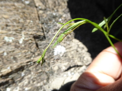 Wahlenbergia rupestris