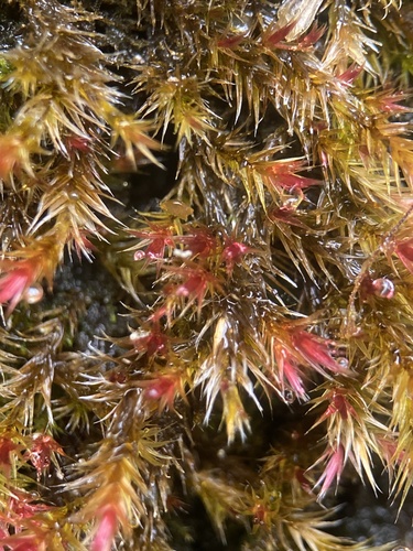 Image of Orthothecium rufescens by (c) Thomas Dreux, some rights reserved (CC BY)