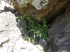 Wahlenbergia rupestris