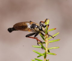 Neoscleropogon