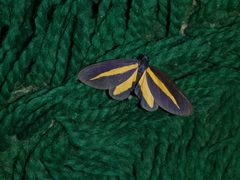 Crocomela erectistria