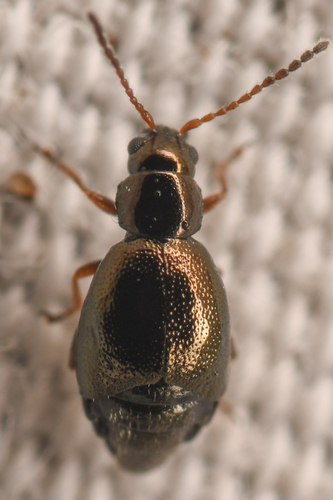 Longitarsus mancus