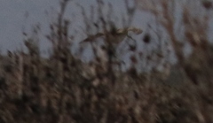 Gallinago hardwickii