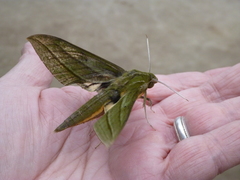 Xylophanes vagliai