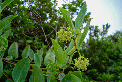 Smilax anceps image