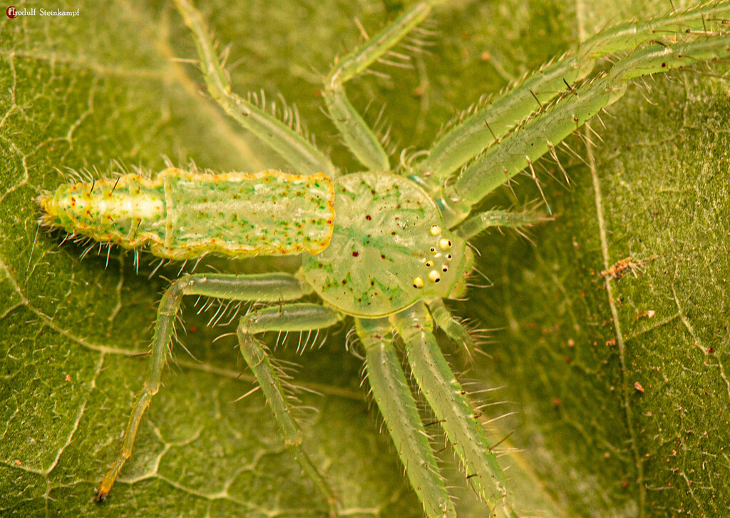 Dietinae