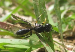 Podagritus parrotti