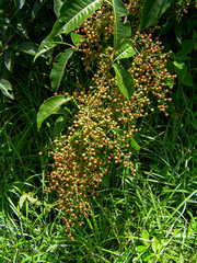 Searsia chirindensis image