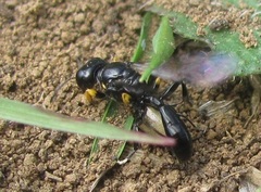 Podagritus parrotti