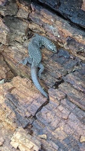 Sierra Night Lizard, Xantusia sierrae