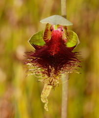 Calochilus grandiflorus