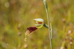 Calochilus grandiflorus