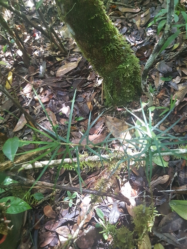 Dracaena reflexa var. parvifolia image