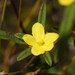 Hibbertia salicifolia - Photo (c) Reiner Richter, osa oikeuksista pidätetään (CC BY-NC-SA), lähettänyt Reiner Richter