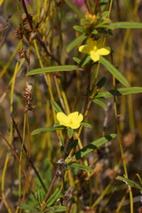 Hibbertia salicifolia