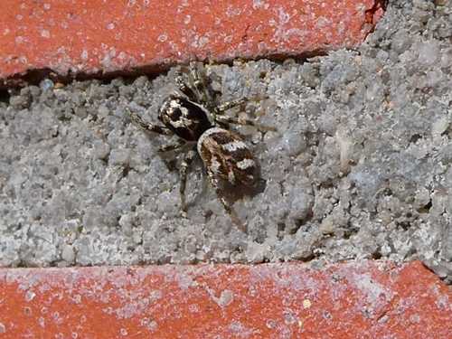 Zebra Jumping Spider, Oranjebuurt, Groningen, Netherlands, photo 8 of 10