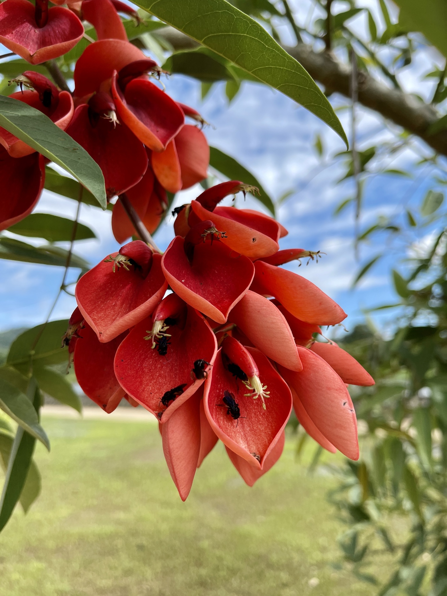 Erythrina crista-galli