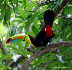 Ramphastos sulfuratus image