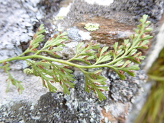 Asplenium richardii