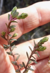 Pimelea oreophila